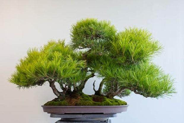 将中心树放下后