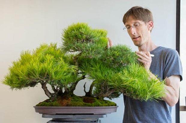 使用剪刀和镊子来修剪盆景