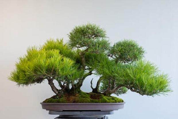 图解 我是如何修剪红松森林盆景