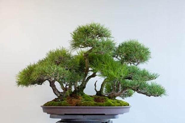 图解 我是如何修剪红松森林盆景