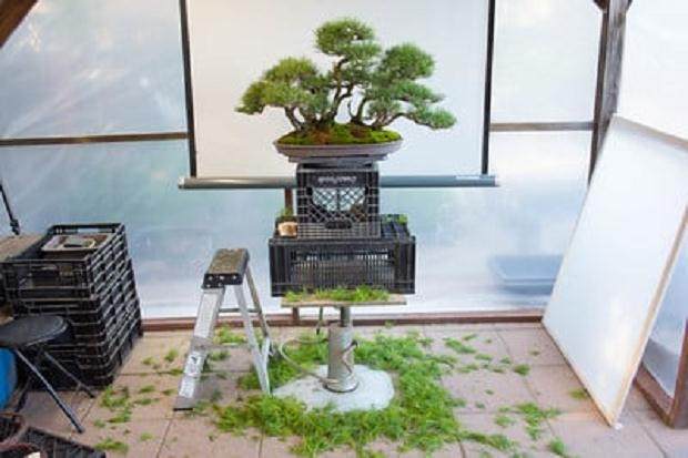 修剪盆景的场景