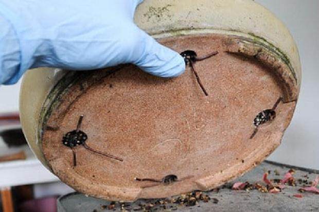 图解 如何从盆子中修剪盆景树