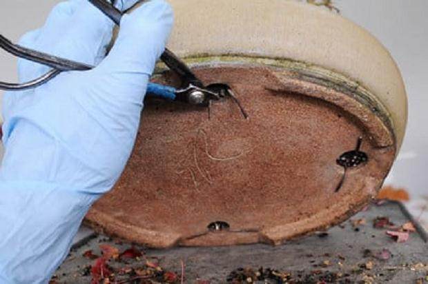 图解 如何从盆子中修剪盆景树