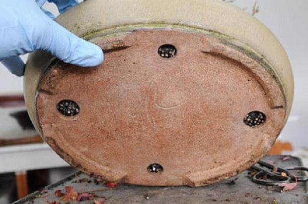 移除盆景上的线 - 为下一步做好准备