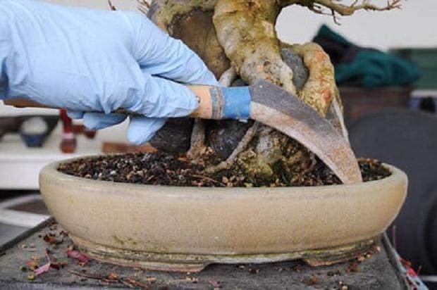 用镰刀从盆子的两侧分开根球