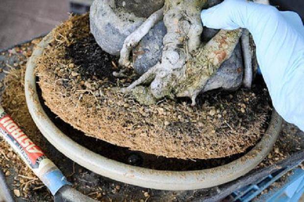 倾斜离开盆子的盆景根球