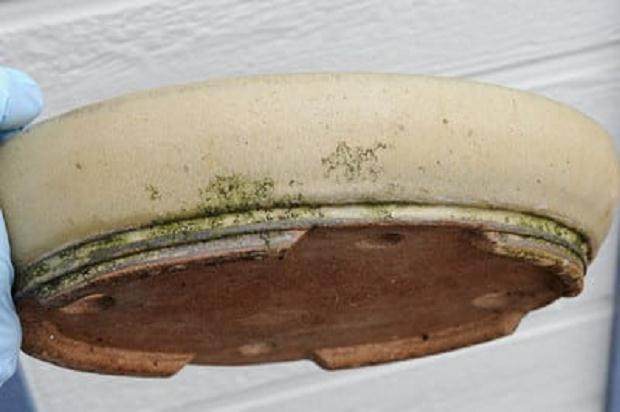 图解 如何将三叉戟枫树盆景植入盆子中