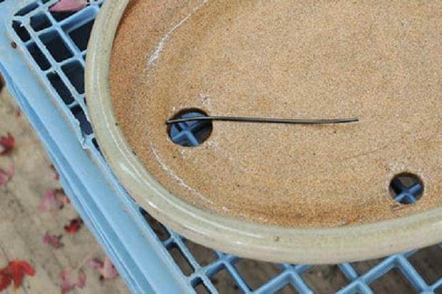 图解 如何将三叉戟枫树盆景植入盆子中