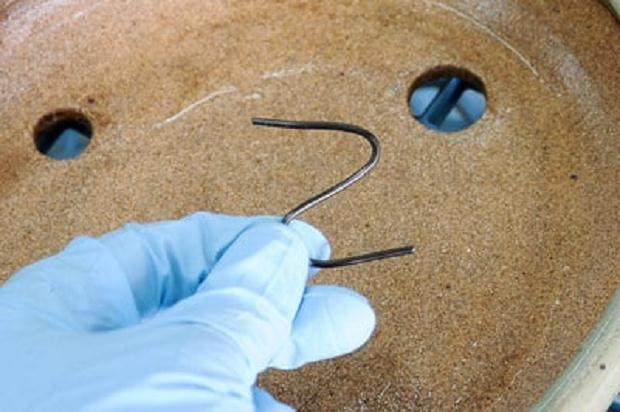 图解 如何将三叉戟枫树盆景植入盆子中