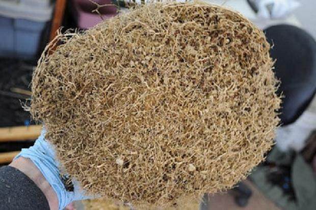 在根球底部完成根部工作