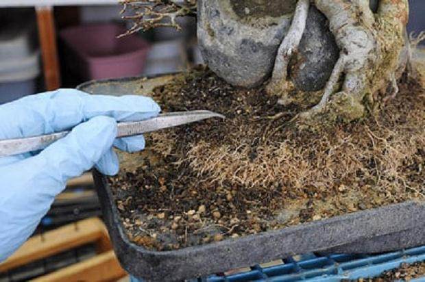 图解 如何修剪三叉戟枫树盆景的根