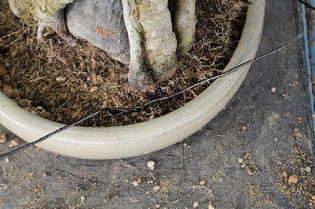 图解 移植时如何保护盆子里的盆景