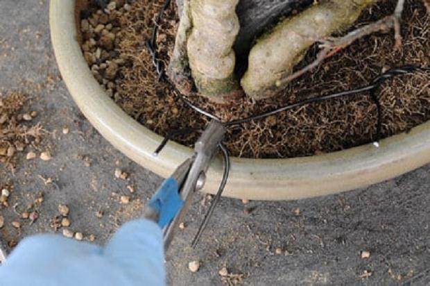 图解 移植时如何保护盆子里的盆景