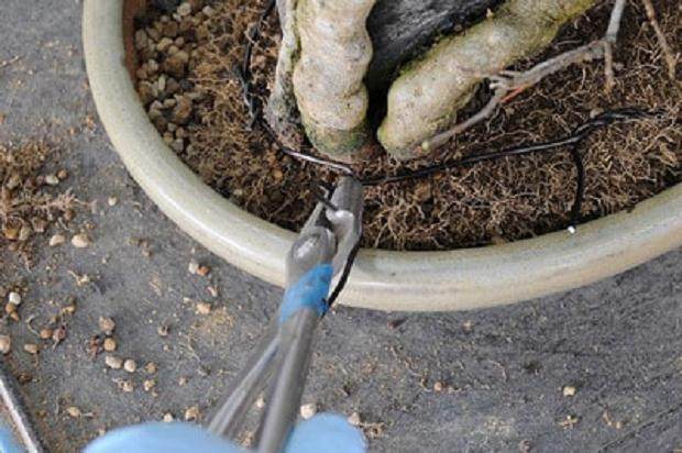 图解 移植时如何保护盆子里的盆景