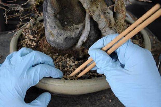 用筷子处理根部之间的盆景土壤。