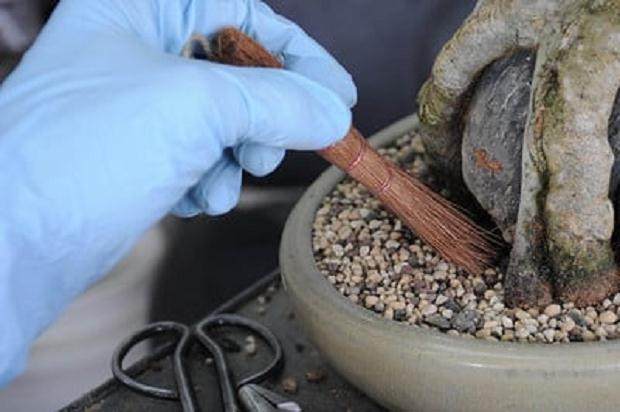 调平盆子中的盆景土壤 - 不当的刷技术