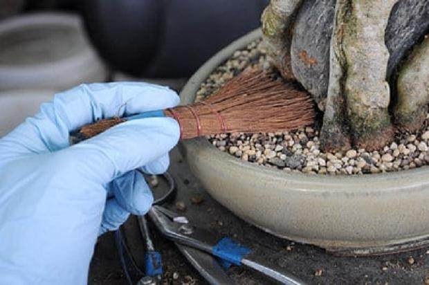 正确的刷技术 - 刷子几乎与盆景土壤表面平行