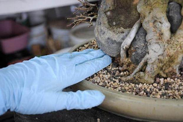 图解 盆景移植后怎么清理的5个工作