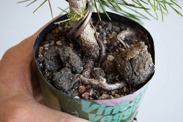 左边的盆景肥料饼开始崩溃