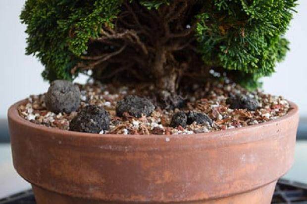 盆景土壤顶部的肥料蛋糕(左)和嵌入土壤(右)