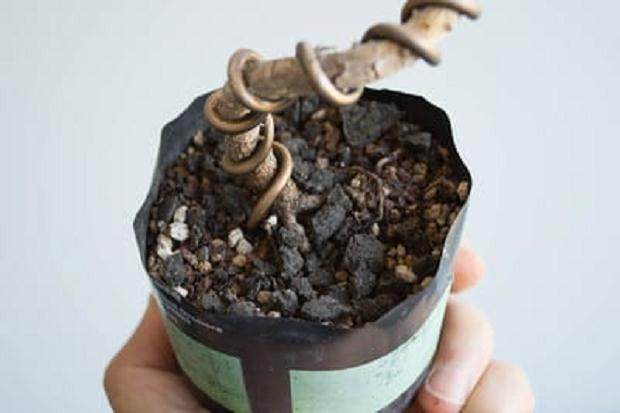 盆景土壤表面上的肥料被粉碎了