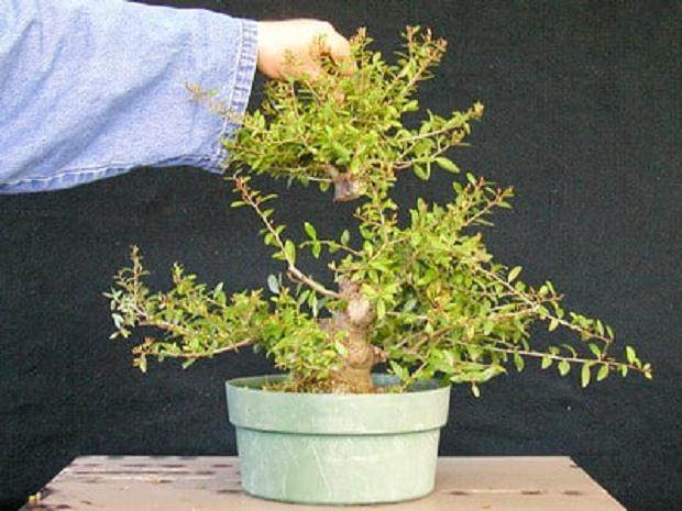 图解 3年来修剪设计野冬青盆景的过程