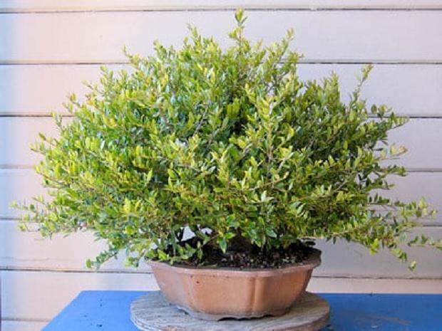 图解 3年来修剪设计野冬青盆景的过程