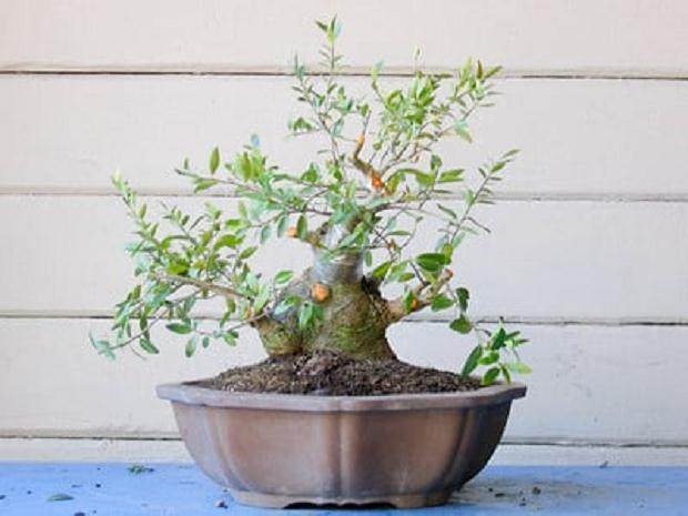 图解 3年来修剪设计野冬青盆景的过程