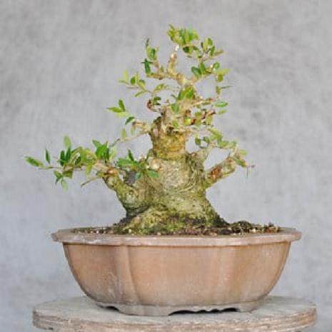 图解 3年来修剪设计野冬青盆景的过程