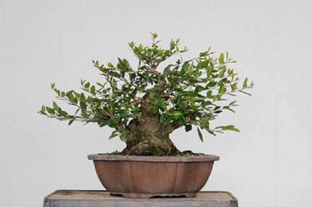 图解 3年来修剪设计野冬青盆景的过程