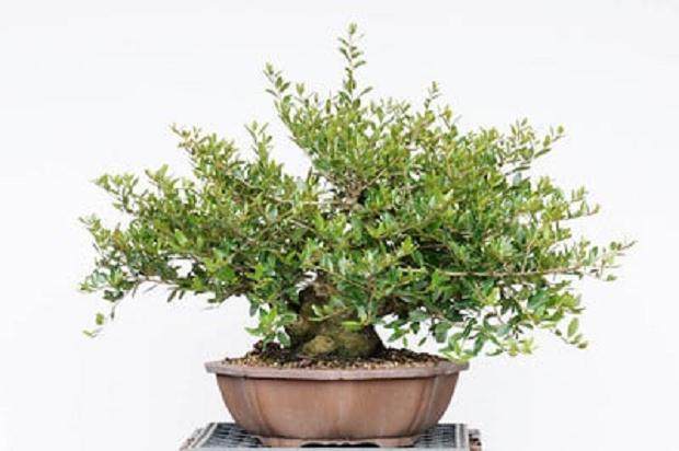 图解 3年来修剪设计野冬青盆景的过程