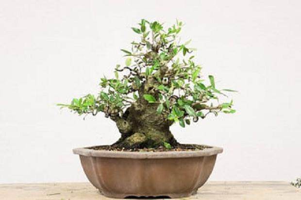 图解 3年来修剪设计野冬青盆景的过程