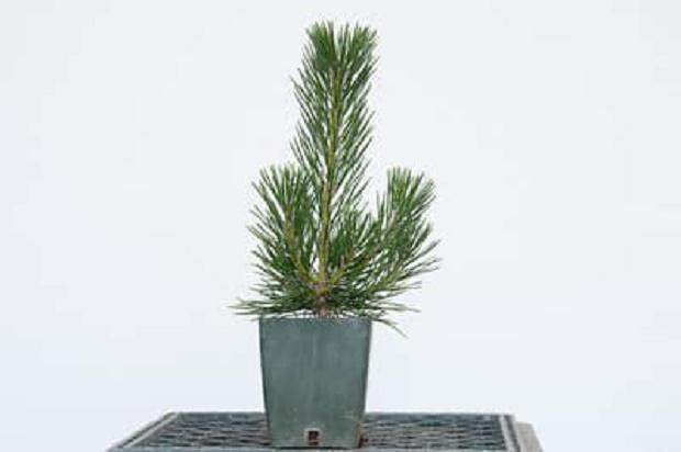 躯干需要发展 - 不要褪色(3年)