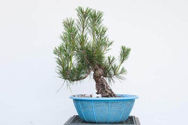 树干已达到所需的大小 - 开始修剪(9年)