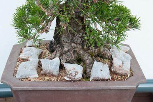 修剪盆景前要做好哪些准备 图片