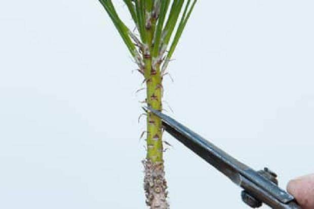 图解 盆景发芽修剪时容易犯的几个错误方法