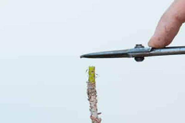 图解 盆景发芽修剪时容易犯的几个错误方法