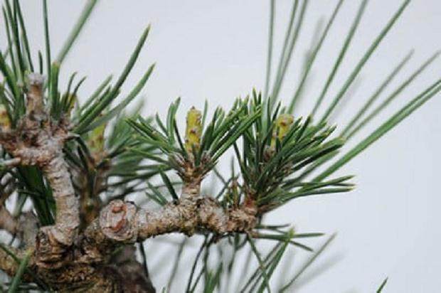 图解 盆景发芽修剪时容易犯的几个错误方法