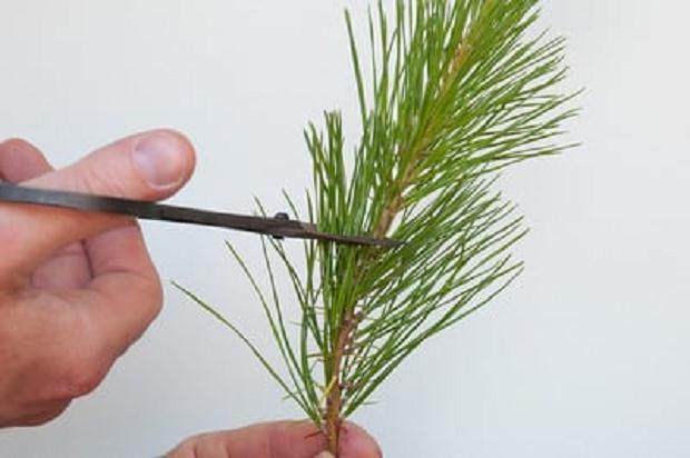 图解 盆景发芽修剪时容易犯的几个错误方法