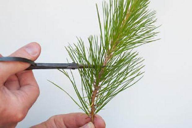 图解 盆景发芽修剪时容易犯的几个错误方法