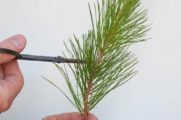 图解 盆景发芽修剪时容易犯的几个错误方法