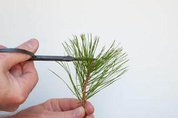 图解 盆景发芽修剪时容易犯的几个错误方法