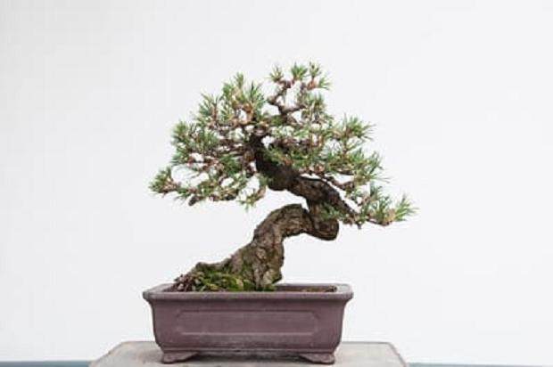 图解 如何修剪存根来控制盆景的活力