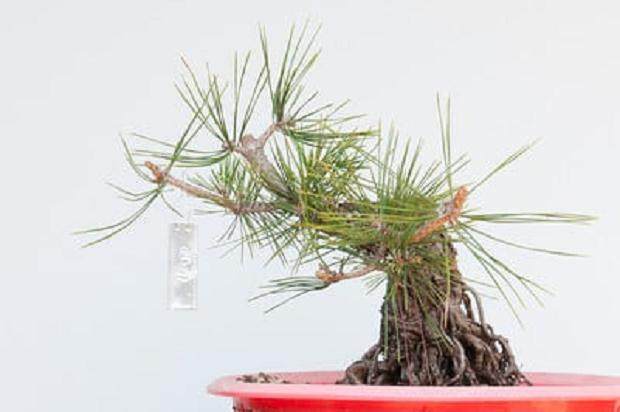 被修剪的松木盆景 - 9岁