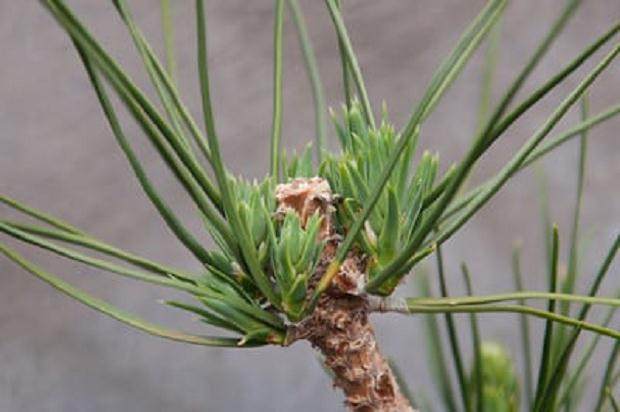 盆景修剪后如何养护树木 图片