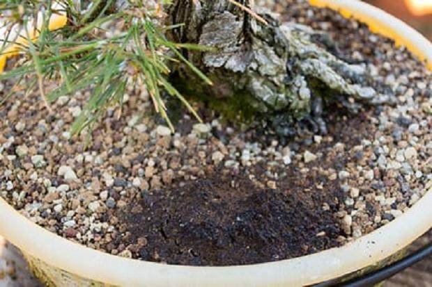 来自Dr. Earth的溶解生命小球