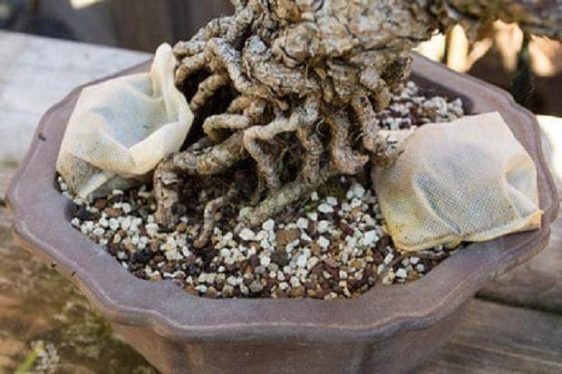 充满有机肥料的茶袋