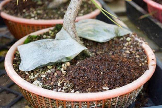 充满地球生命颗粒的袋泡茶——前景广阔的棉籽粕