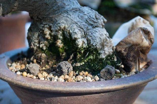 Omakase颗粒 - 和充满棉籽粉的茶叶袋