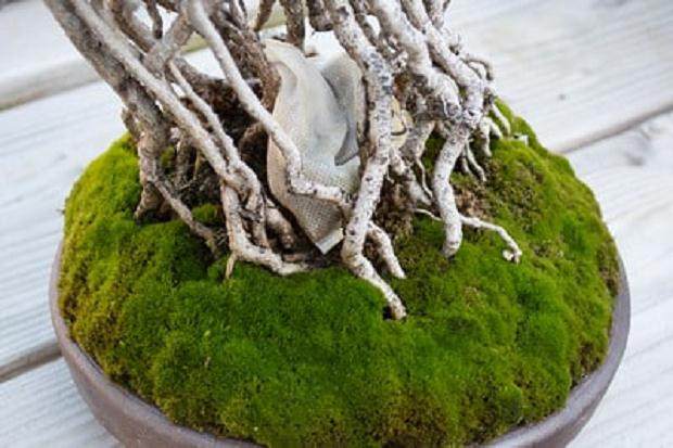 一个袋泡茶掩映在暴露的根